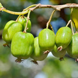 Hardy Kiwi Live Plant, Edible Berry Vine Plant, 4-6 Inch Tall