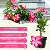 Pink Desert Rose Live Plant 4-7 Inches Tall