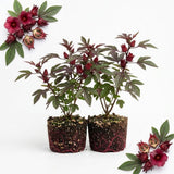 3 Cranberry Hibiscus Plants Live, Outdoor Garden Plant, 4-6 Inch Tall