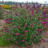 2 Raspberry Buddleia Live Plants, 5-9" Butterfly Bush for Outdoor Gardens
