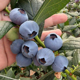 2 Sharpblue Blueberry Live Plant, Container Berry Plant, 4-6 Inch Tall