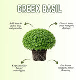 Set of 3 Greek Basil Live Herb Plants, 3–6 Inches Tall