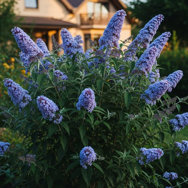 2 Light Blue Buddleia Live Plants, 5-9" Butterfly Bush for Outdoor Gardens