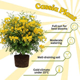 Set 4 Winter Cassia Live Plant 4-7 Inches Tall