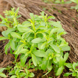 2 Live Stevia Plants, Outdoor Garden Plant, 4-6 Inch Tall