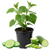 Cucumber Live Plant, Well-Rooted Vine Plant, 3-6 Inch Tall, 4 Inch Pot