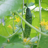 Cucumber Live Plant, Well-Rooted Vine Plant, 3-6 Inch Tall, 4 Inch Pot