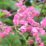 6 Live Mexican Creeper Plants, Flower Vine, 4-6 Inch Tall