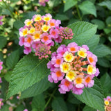 2 Pink Yellow Lantana Live Plants, Home Garden Plant, 4-7 Inch Tall
