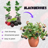 2 Juicy Blackberries Plant Live, Sweet Fruit, 4-7 Inch Tall