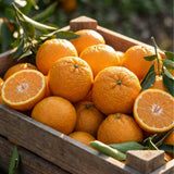 Sweet Mandarin Tree, Patio Container Plant, 1-2 Ft Tall, 1 Gallon Pot