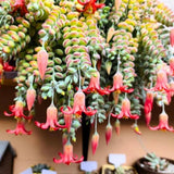 Cotyledon Pendens Succulent Live Plant, Cliff Cotyledon Plant, 2 Inch Pot