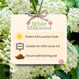 2 White Milkweed Live Plants, Asclepias Tuberosa, 4-6 Inch Tall