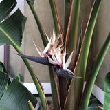 Set 3 White Bird of Paradise Live Plant 4-7 Inch Tall