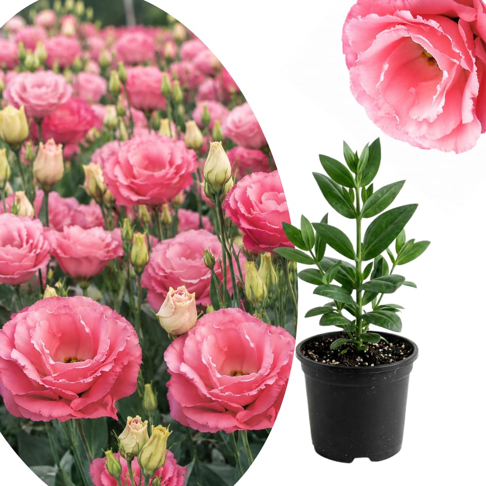 Light Pink Lisianthus Plant, Eustoma Lisianthus Flowers in Plug, 3-5'' Tall