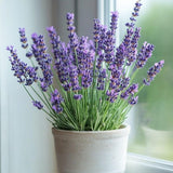 2 Blue Lavender Live Plants, 4-7 Inch Tall,Fragrant Flower for Growing