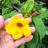 2 Yellow Live Allamanda Plants, 4-7 Inch Tall, Fragrant Fowers for Growing