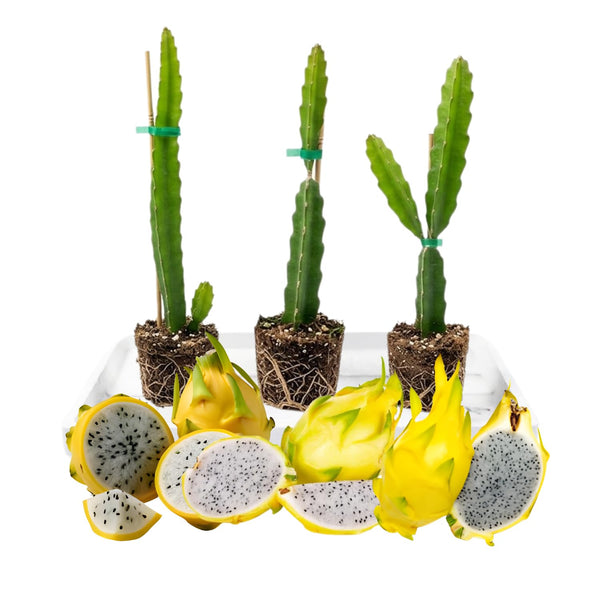 3 Yellow Dragon Fruit Plants Live, Fast Growing Fruit Cactus, 3-6 Inch Tall
