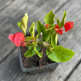 Red Bougainvillea Live Plant, Flowering Vine, 6-8 Inch Tall, 4 Inch Pot