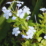 3 White Live Plumbago Plants, 5-7 Inch Tall