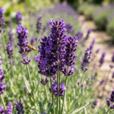 Deep Purple Lavender Plant Live, Purple Blooms Flower, 4-6 Inch Tall