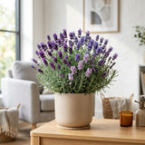 2 Mixed Lavender Plants Live, Patio Container Herb, 4-6 Inch Tall
