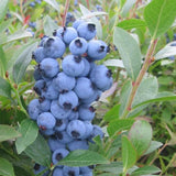 2 Sharpblue Blueberry Bushes Live Plants, 4-6 Inch Tall