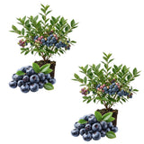 2 Legacy Blueberry Bush Live Plant, Edible Fruit Plant, 4-6 Inch Tall
