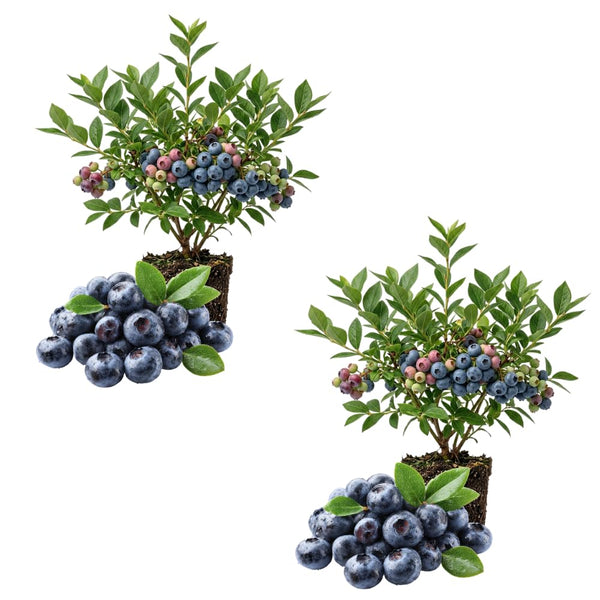 2 Legacy Blueberry Bush Live Plant, Edible Fruit Plant, 4-6 Inch Tall