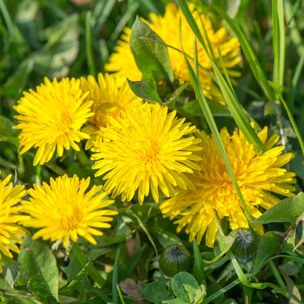 Yellow Dandelion Herb Live Plant, Herb Plant, 4-6 Inch Tall, 4 Inch Pot