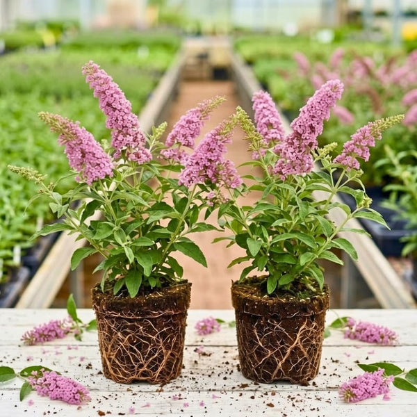 2 Pink Buddleia Live Plants, 5-9" Butterfly Bush for Outdoor Gardens