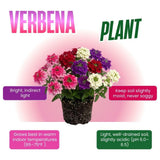 4 Mix Verbena Plants Live 4-7 Inch Tall