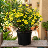 Yellow Crown of Thorns Plant Live, 4-6 Inch Tall, 4 Inch Pot