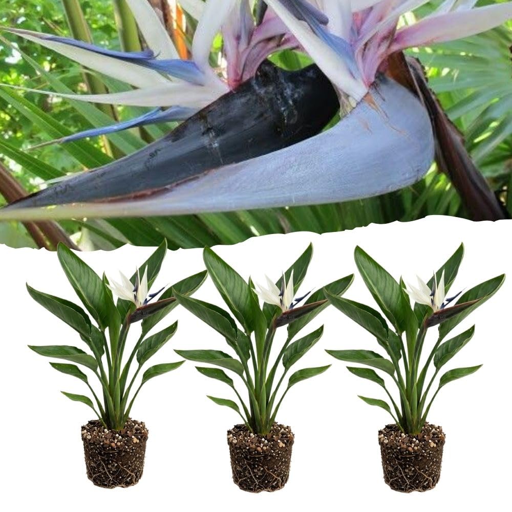 Set 3 White Bird of Paradise Live Plant 4-7 Inch Tall