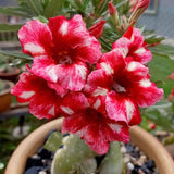 Red Desert Rose Live Plant 4-7 Inches, Colorful Adenium Obesum Succulent Plants for Indoor Outdoor, Hardy, Ready to Grow