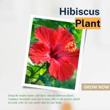 Red Hibiscus Plant 5-7" Tall