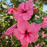 Pack 2 Bright Pink Hibiscus Plant Live 5-7 Inch Tall