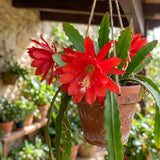 2 Red Epiphyllum Plants Live, Well-Rooted Orchid Cactus