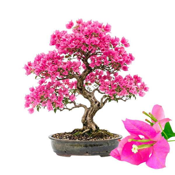 Pink Bougainvillea Plant Live, Patio Flower Vine, 4-6 Inch Tall, 4" Pot