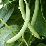 Green Bean Plant Live, Garden Vegetable Plant, 4 Inch Pot