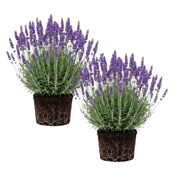 2 Phenominal Lavender Plants, Lavender Plants Live, 4-8 Inch Tall