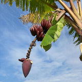 Red Banana Tree Live Plant, Home Garden Plant, 4-6 Inch Tall