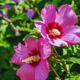 3 Pink Hibiscus Bushes Live Plants, Tropical Flowering Shrub, 4-6 Inch Tall