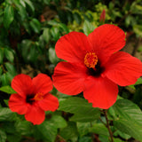 4 Deep Red Hibiscus Live Plants, Hibiscus Flower, Patio Container Plant, 4-8 Inch Tall
