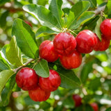 Barbados Cherry Live Plant, Sweet Cherry Plant, 4-7 Inch Tall