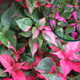 2 Pink Green Alternanthera Live Plants, Garden Border Foliage, 4-6 Inch Tall