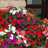 2 Random Impatiens Live Plants, 5-7 Inch Tall
