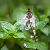 2 Cinnamon Basil Plants Live, 3-6 Inches Tall