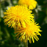 Yellow Dandelion Herb Live Plant, Herb Plant, 4-6 Inch Tall, 4 Inch Pot