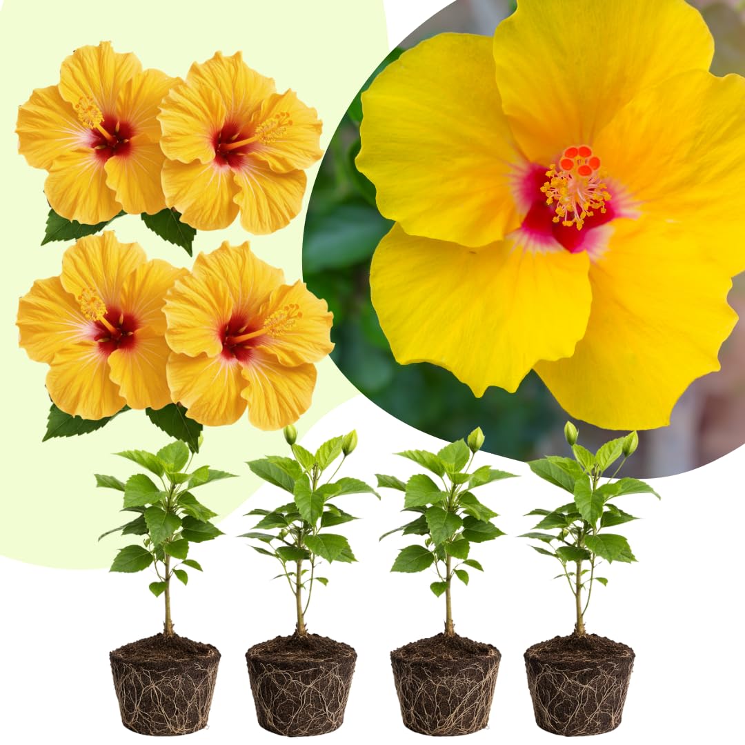 4 Yellow Hibiscus Live Plants, Hibiscus Flower, Patio Container Plant, 4-8 Inch Tall
